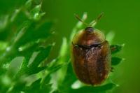 Hypocassida subferruginea