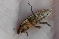 Lixus ochraceus