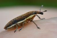 Lixus ochraceus