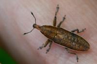Lixus ochraceus