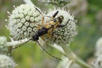 Rutpela maculata
