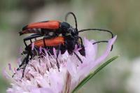 Stictoleptura cordigera