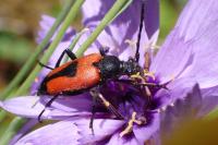 Stictoleptura cordigera