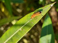 Rhagonycha fulva