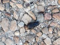Dorcus parallelipipedus