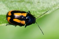 Cryptocephalus vittatus