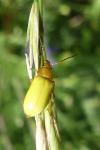 Cteniopus sulphureus