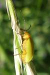 Cteniopus sulphureus
