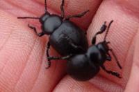 Timarcha goettingensis