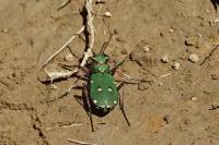 Cicindela campestris