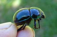 Trypocopris vernalis
