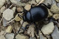 Timarcha goettingensis