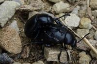Timarcha goettingensis