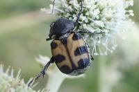 Trichius gallicus