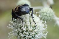 Trichius gallicus