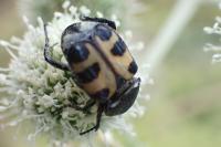 Trichius gallicus