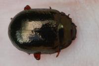 Chrysolina bankii