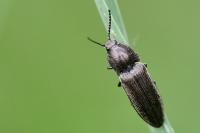 Cidnopus pilosus