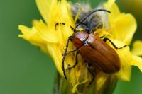 Exosoma lusitanicum