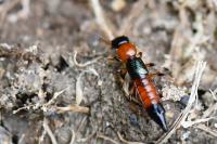Paederus littoralis