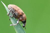 Larinus obtusus