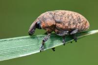 Larinus obtusus