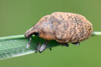 Larinus obtusus