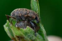 Larinus obtusus
