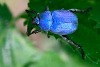 Hoplia coerulea