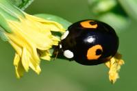 Harmonia axyridis