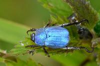 Hoplia coerulea