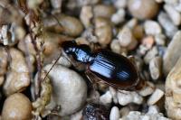 Paranchus albipes