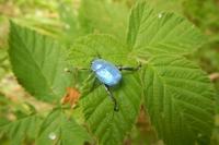 Hoplia coerulea