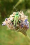 Oedemera nobilis