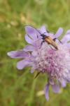 Stictoleptura fulva