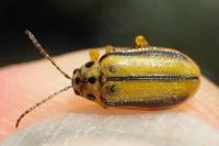 Xanthogaleruca luteola