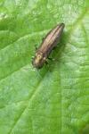 Agrilus ribesi