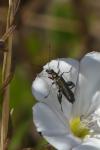 Oedemera nobilis