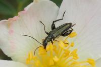 Oedemera flavipes