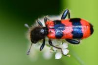 Trichodes apiarius