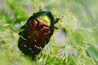 Cetonia aurata