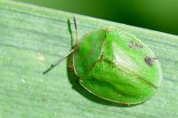Cassida viridis