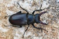 Lucanus cervus