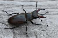 Lucanus cervus