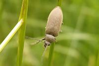 Dascillus cervinus