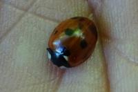 Coccinella septempunctata