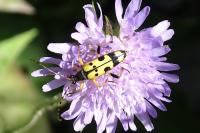 Rutpela maculata