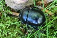 Anoplotrupes stercorosus