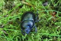 Anoplotrupes stercorosus