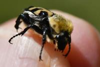 Trichius gallicus